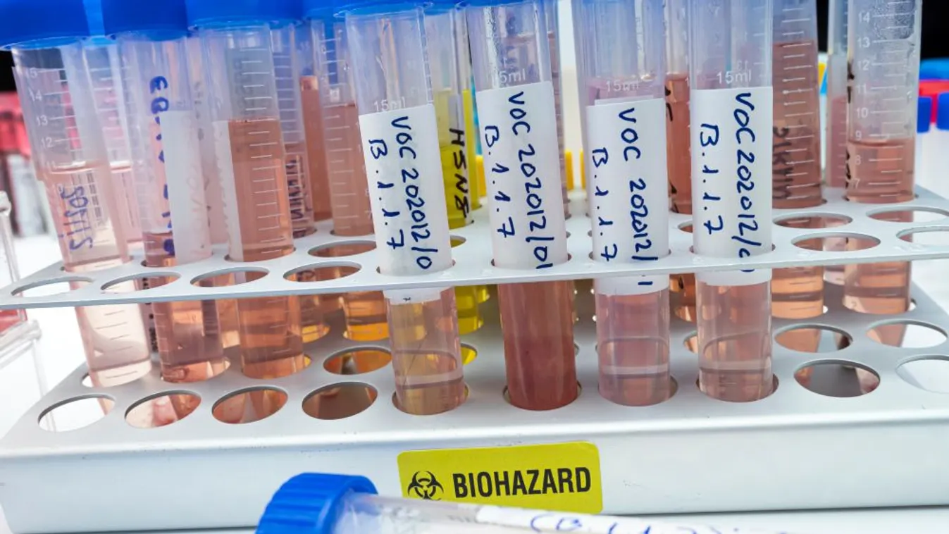 Operatív törzs: A mutáns vírusok fertőzőképessége folyamatosan növekszik