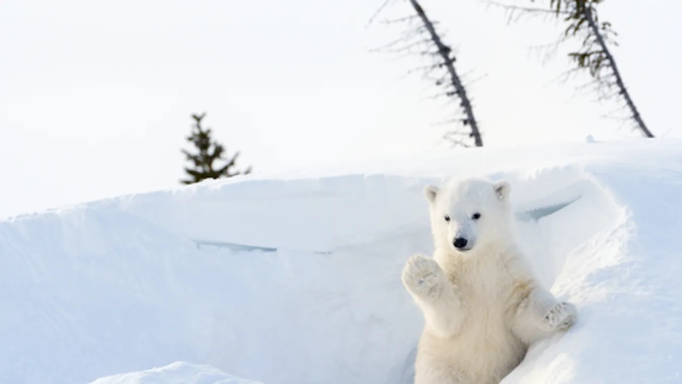Ügyetlen tojásrablók a jegesmedvék