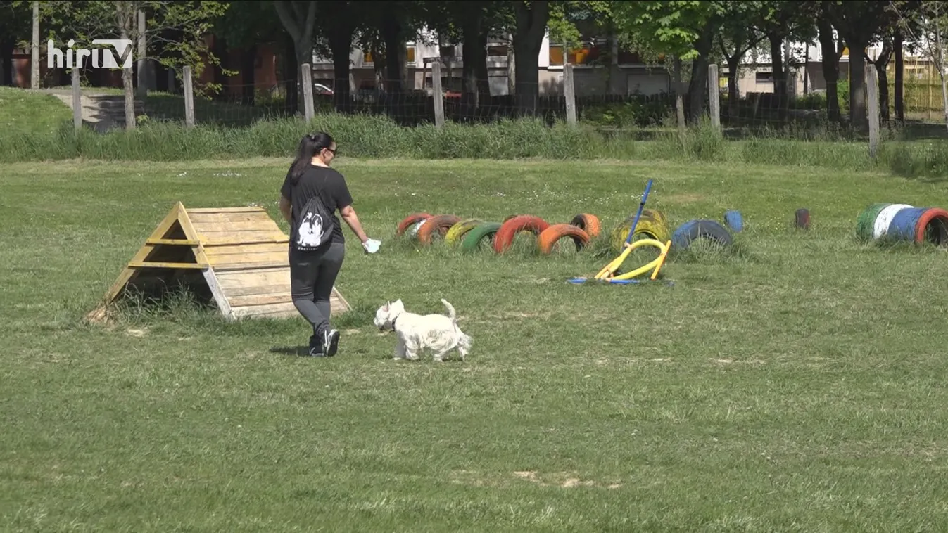 Kutyafuttatók eladásával foltozná a pécsi vezetés a büdzsét