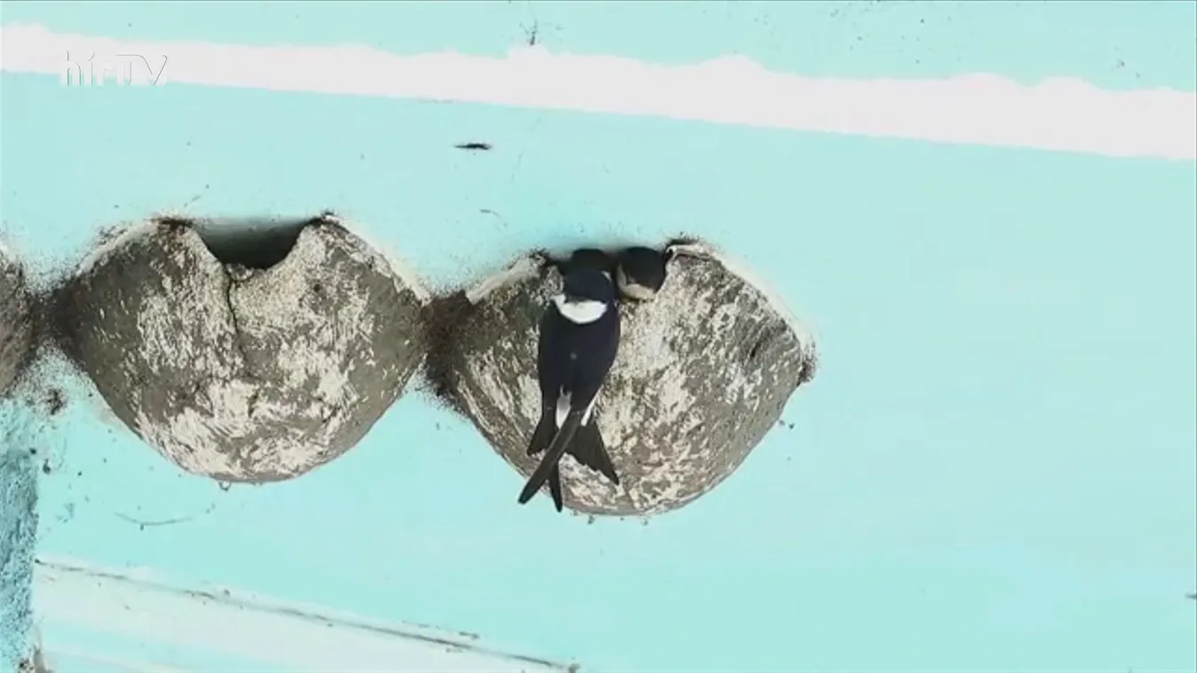 Fecskehotel átadás Tiszafüreden