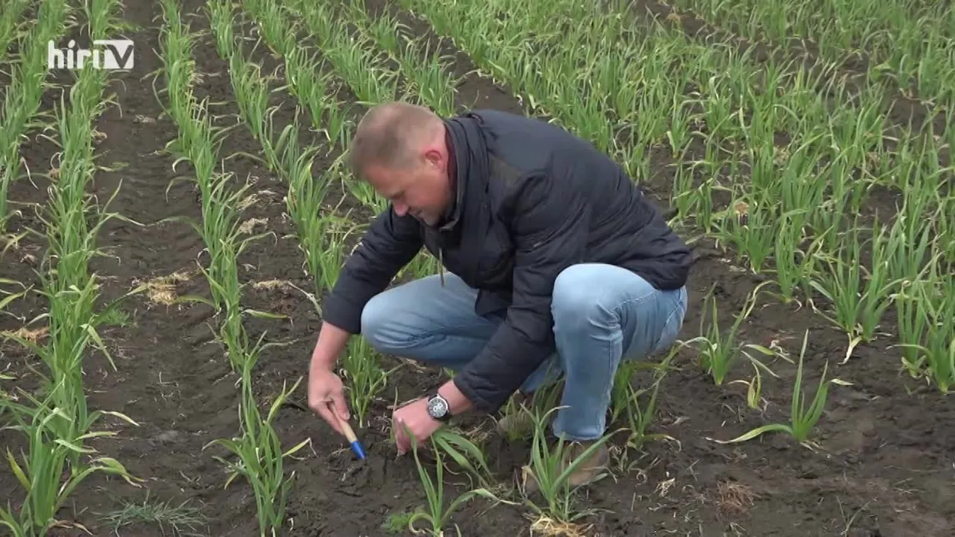 Soroló: Milyen lesz az idei fokhagyma?