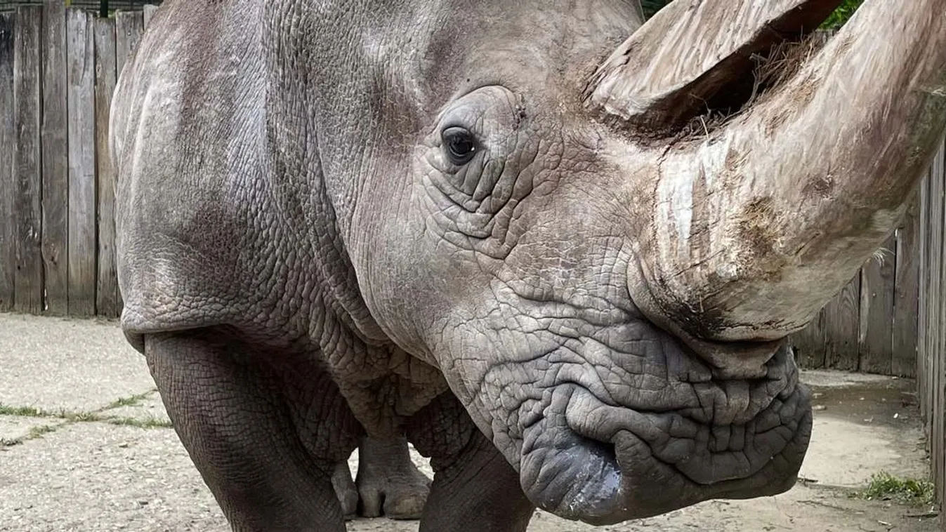 Orrszarvúakat cserélt a veszprémi és a nyíregyházi állatkert