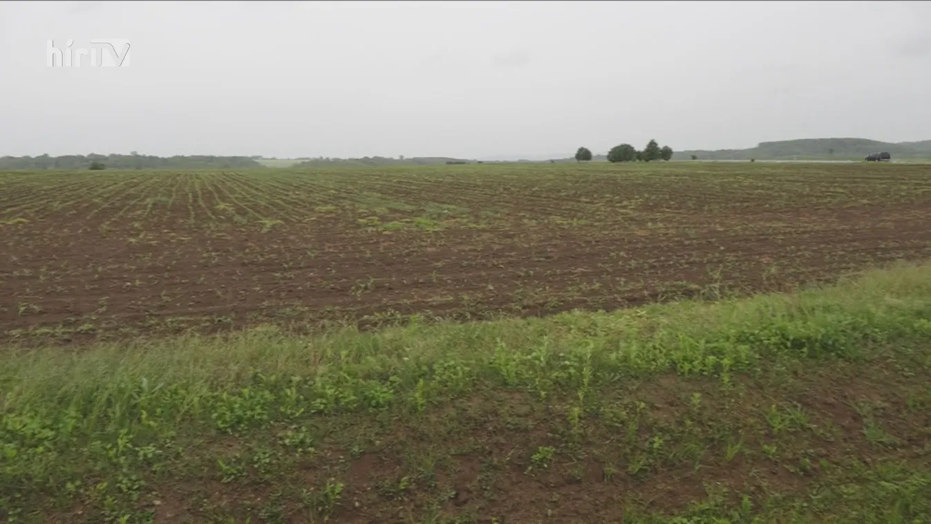 Jó termésre számítanak a gazdák