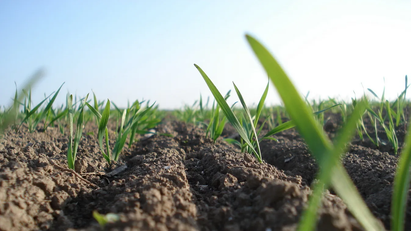 Keresztbe tett a hűvös idő a vetéseknek
