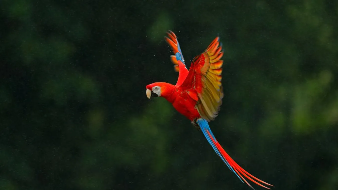 Több mint 50 milliárd madár él a világon