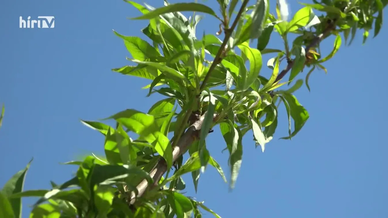 Soroló: Drágul a barack