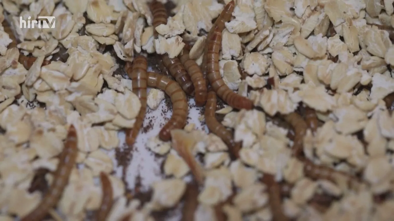 A lisztbogár, -kukac és -lárva fogyasztására buzdít az EU