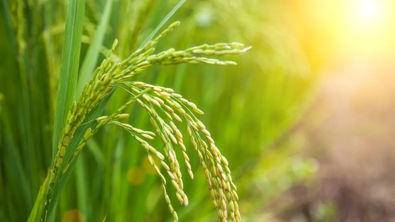 Nagy István: Májusi eső aranyat ér