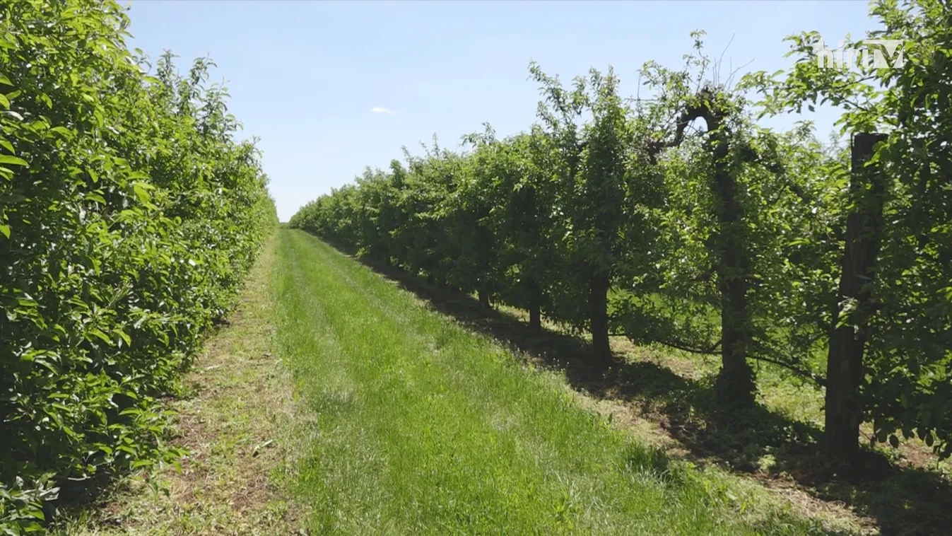 Az áprilisi fagyok miatt drágább lesz a gyümölcs