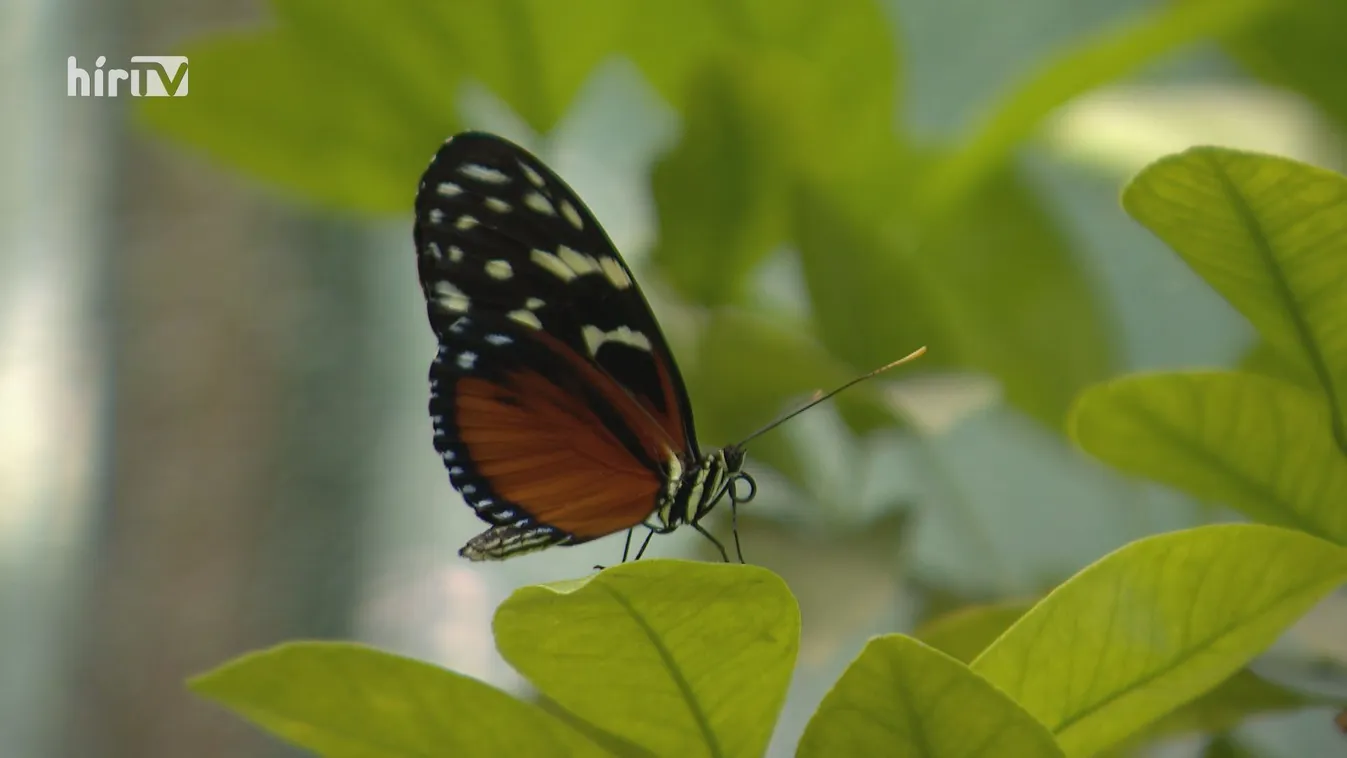 Costa Rica-i lepkék érkeztek a fővárosi állatkertbe