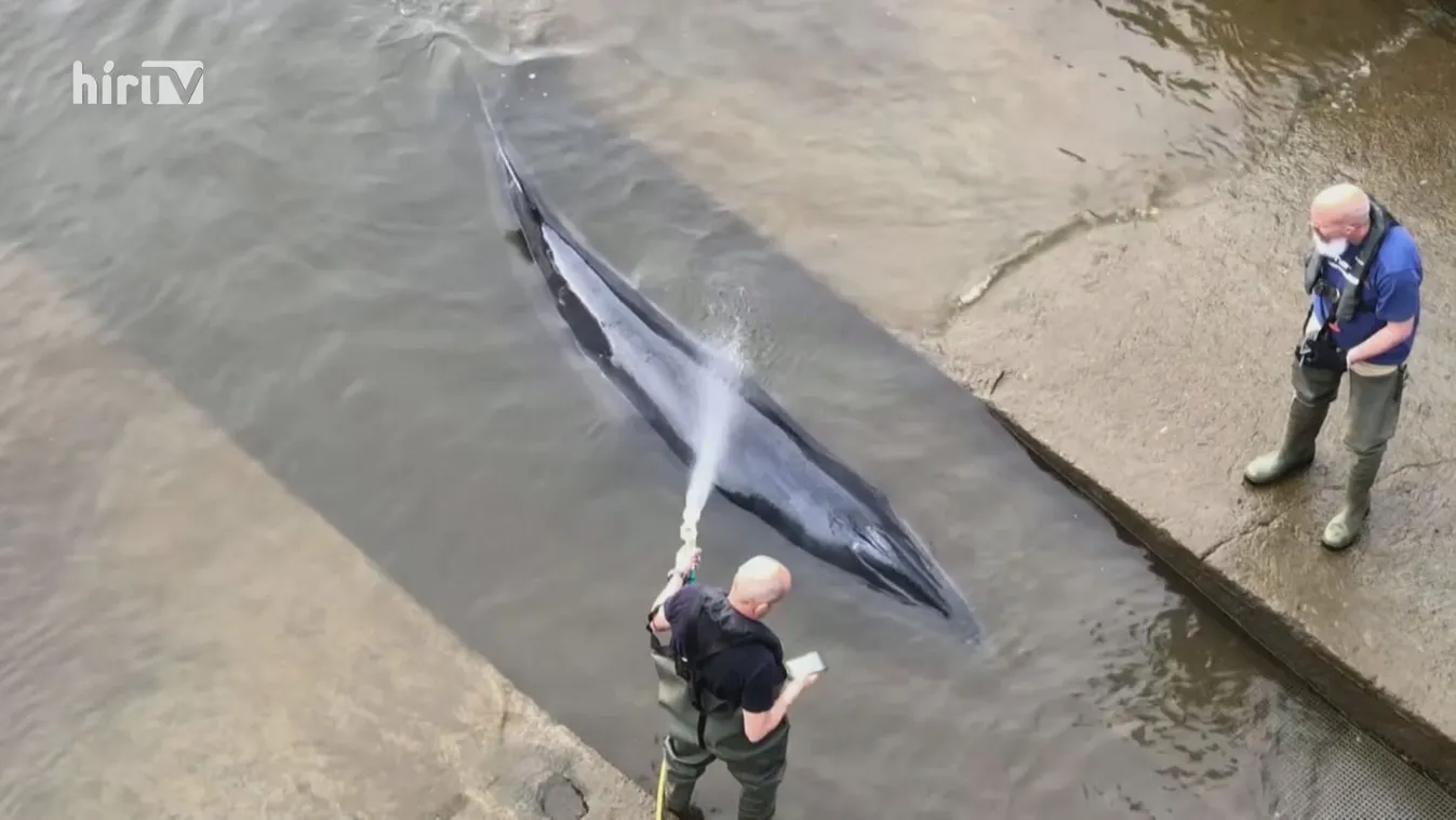 Bálnát mentettek ki a Temzéből Londonban