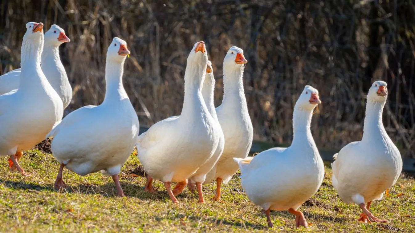 Visszavonták a baromfik zárt tartására vonatkozó előírást