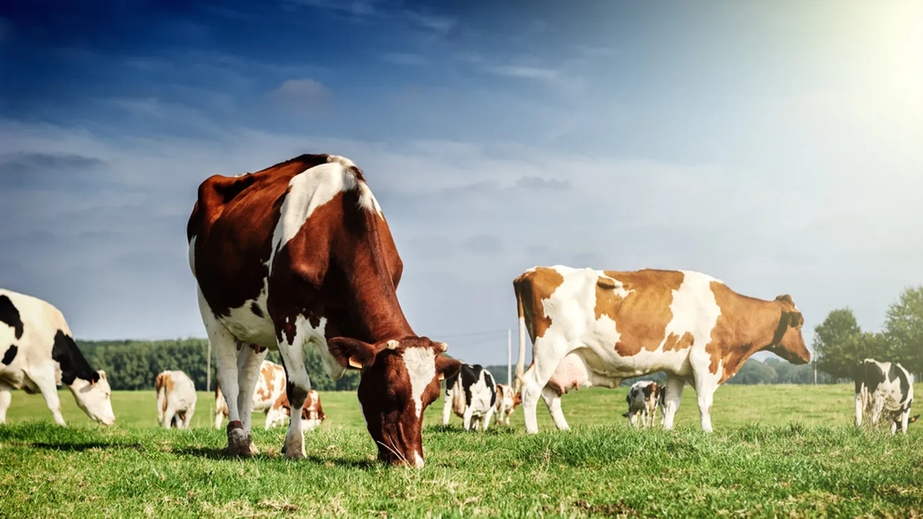 Agrárminisztérium: Május 17-ig van lehetőség az egységes kérelmek beadására