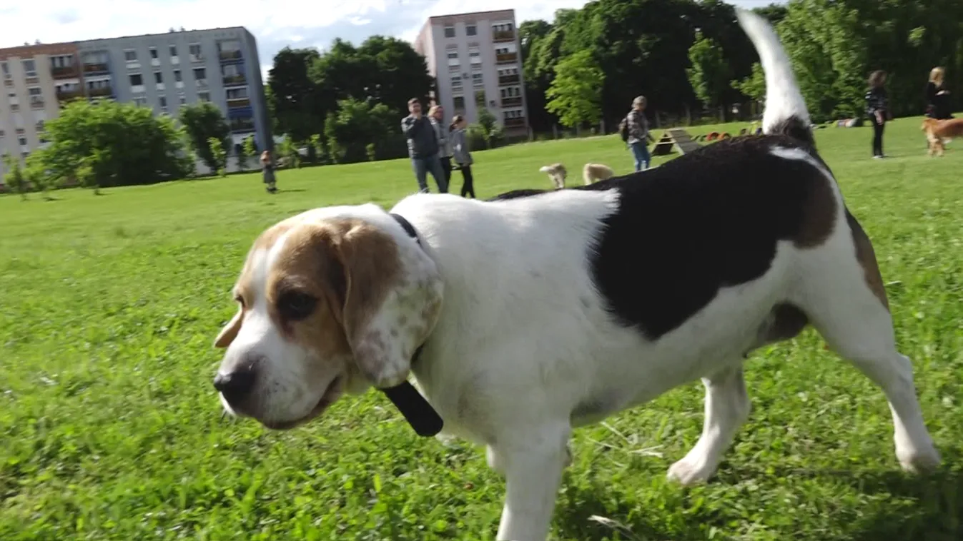 Eladná a város legnagyobb kutyafuttatóját Pécs balliberális vezetése.