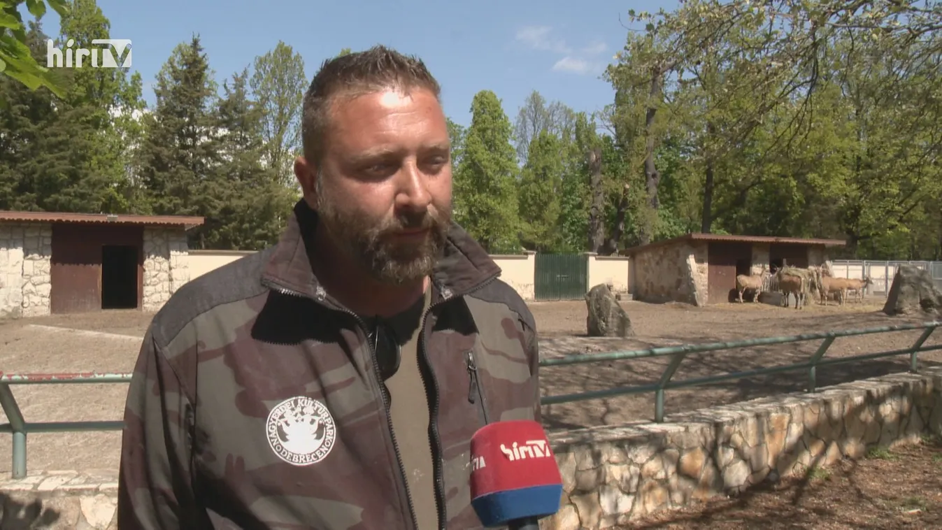 Jávorantilop született a debreceni állatkertben