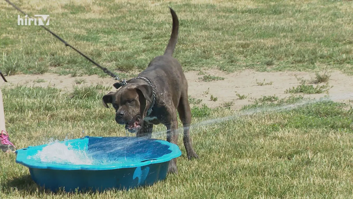 A kutyák is nehezen bírják a hőséget