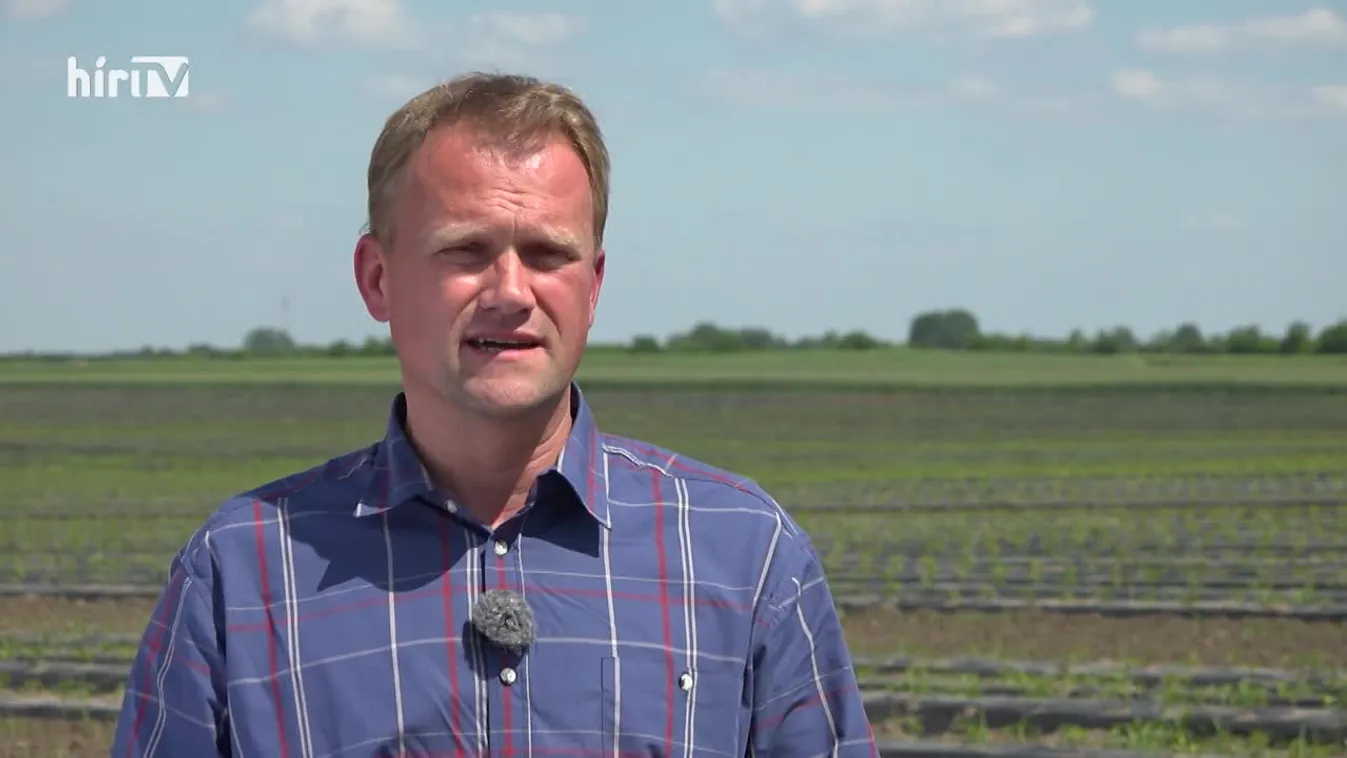 Soroló (2021-06-12)