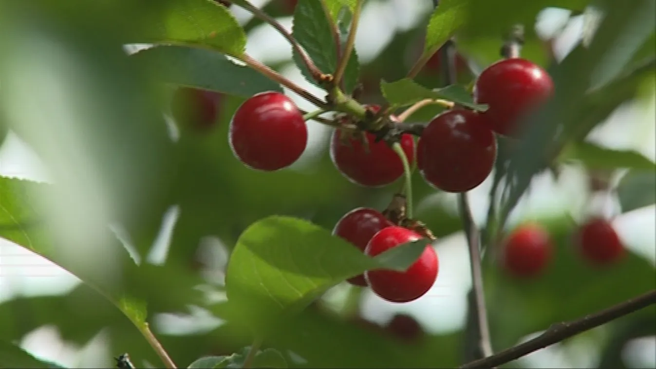 Közepes mennyiségű lehet a meggytermés az idén