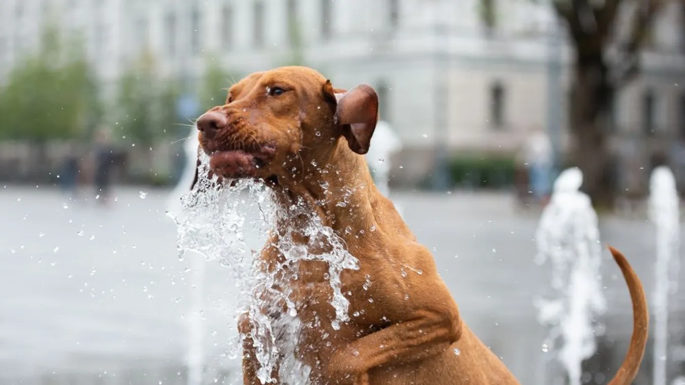 Kutyameleg, védjük meg a háziállatokat