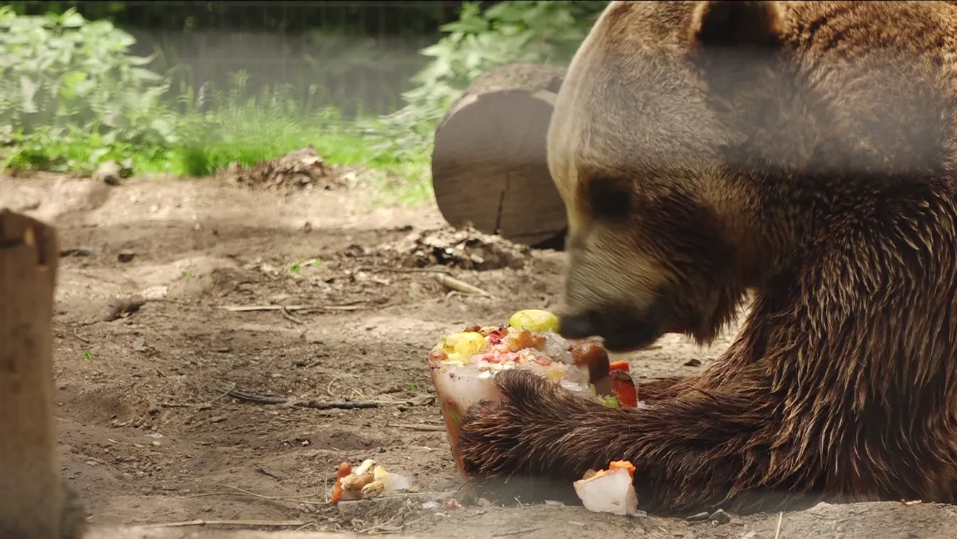 A napok óta tartó hőség az állatkertek lakóit is megviseli