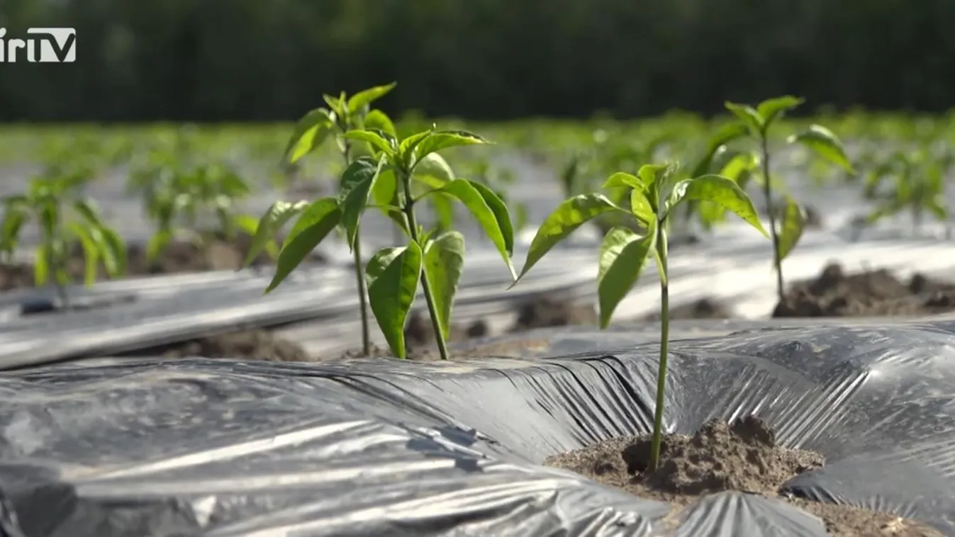 Soroló: Kevesebb lesz és többet ér