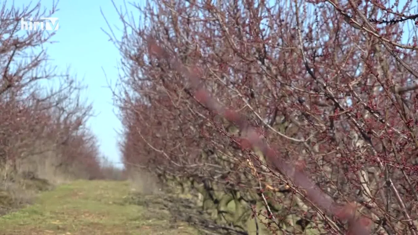 Soroló (2021-06-05)