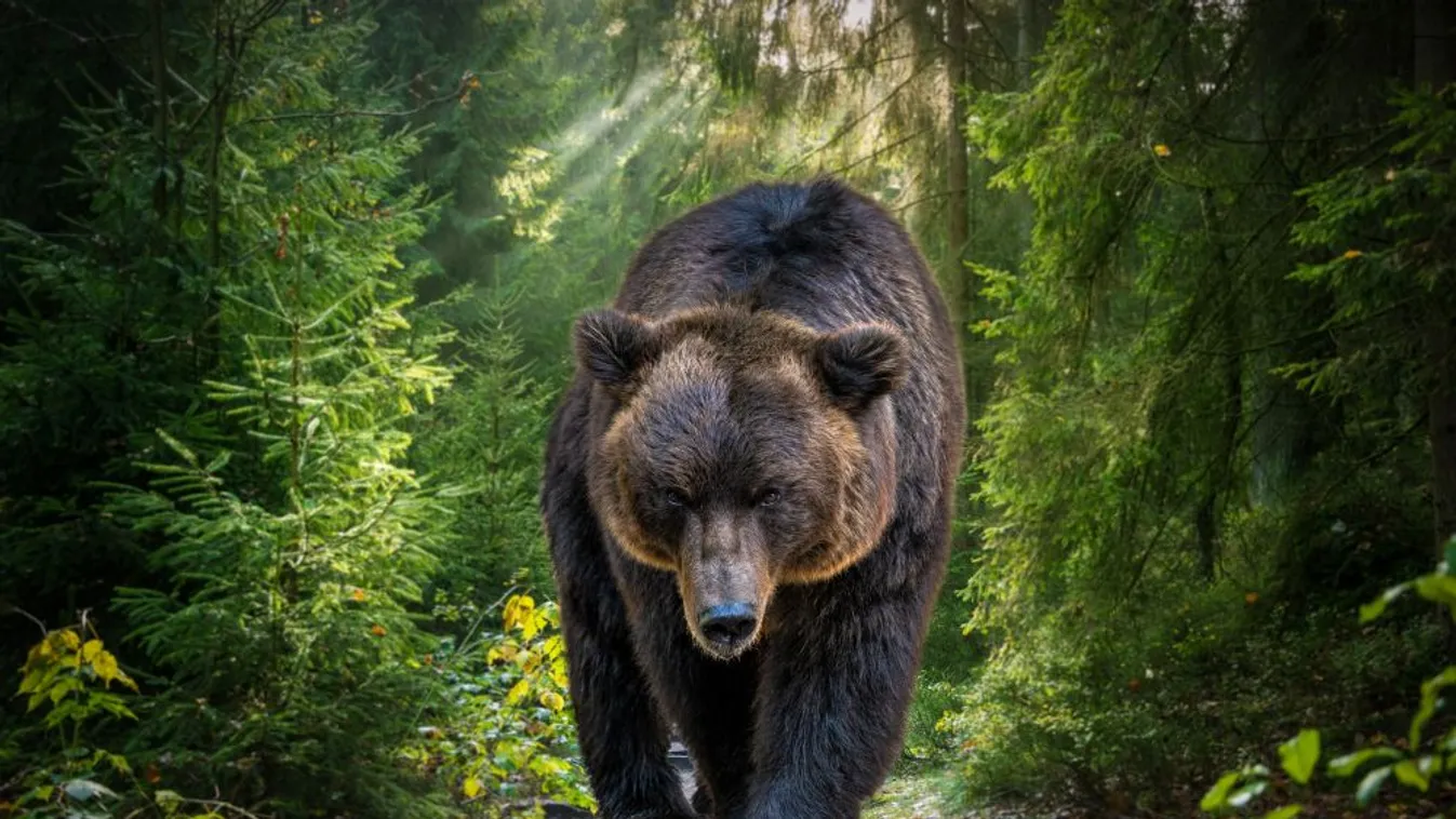 Medve támadott meg egy turistacsoportot