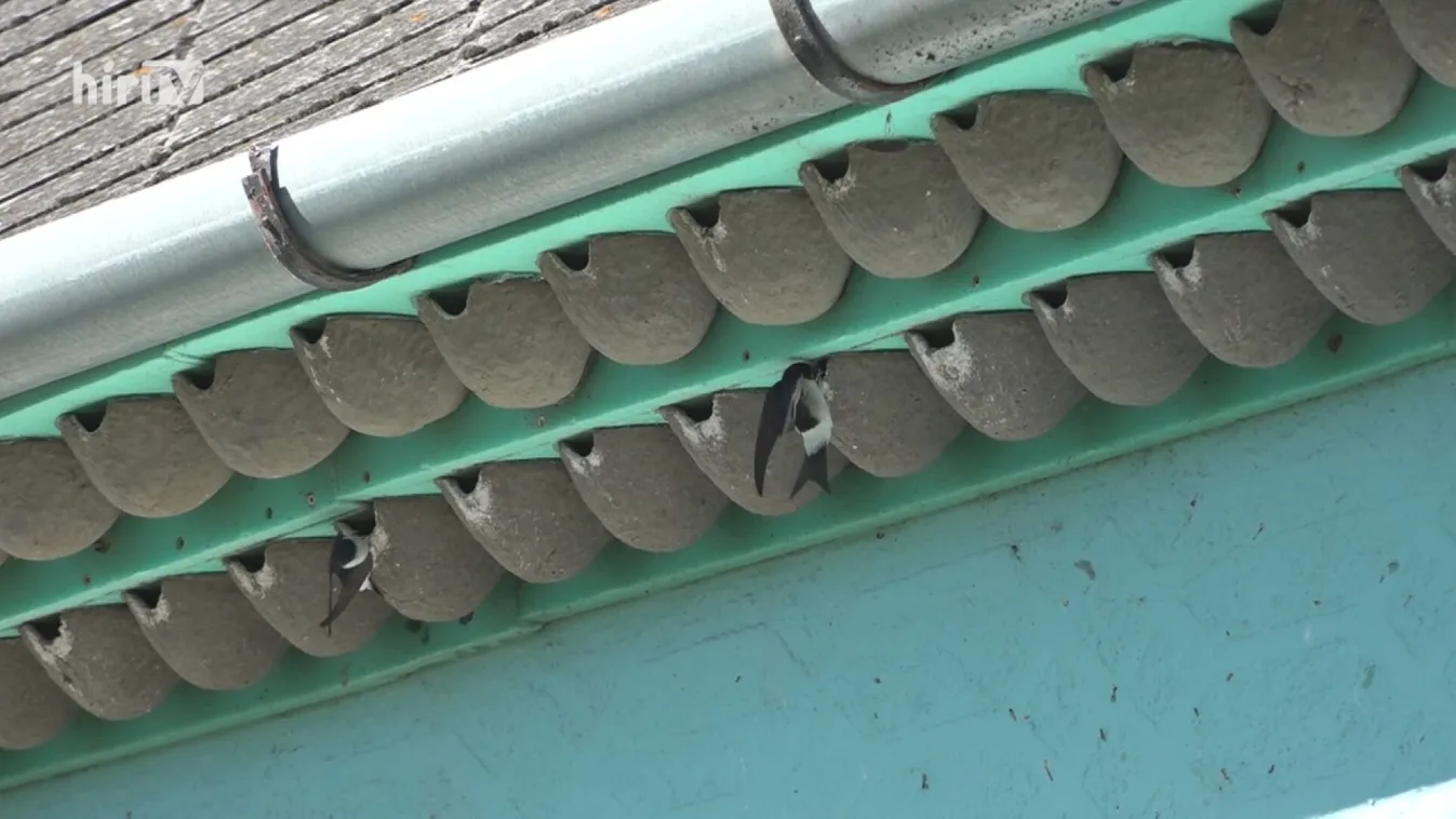 Zöldövezet: Lakások fecskéknek