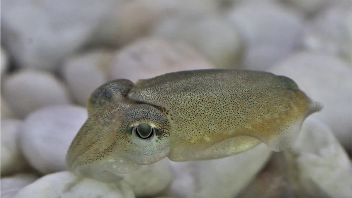 Állatokat lőnek ki az űrbe