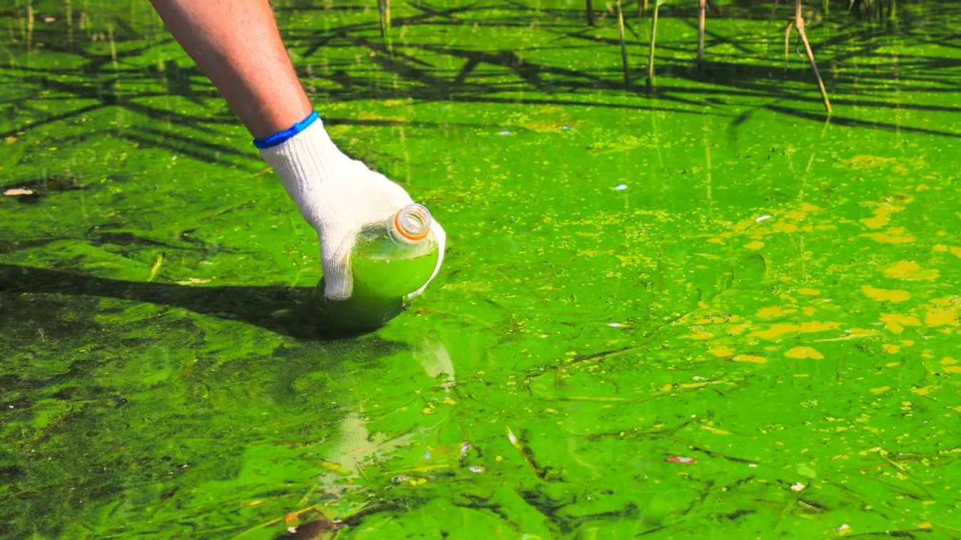 Algásodást jeleztek a Balaton északnyugati partjainál