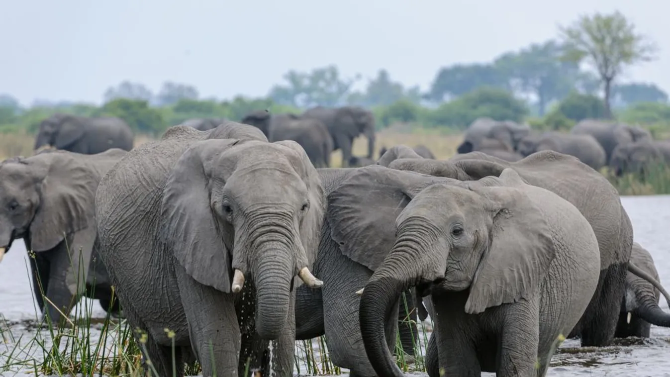 Elefántok tízezreit veszélyeztetik a tervezett kőolajfeltárások