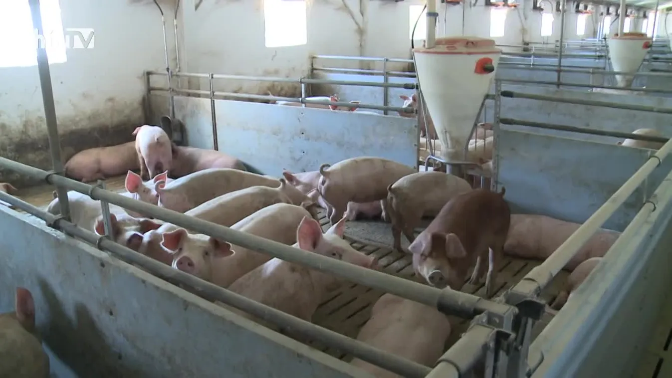 Soroló (2021-07-17)