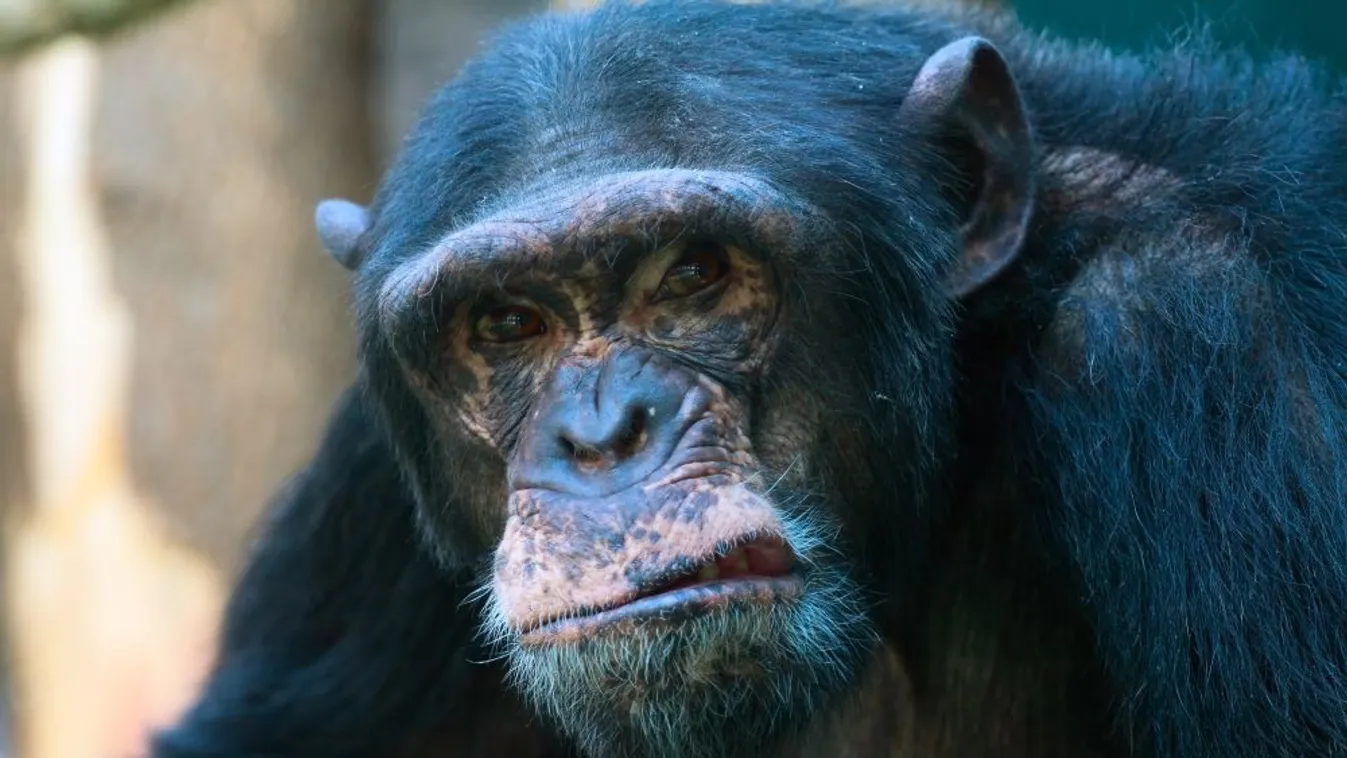 Ilyen halálos összecsapást még sohasem láttak a vadonban