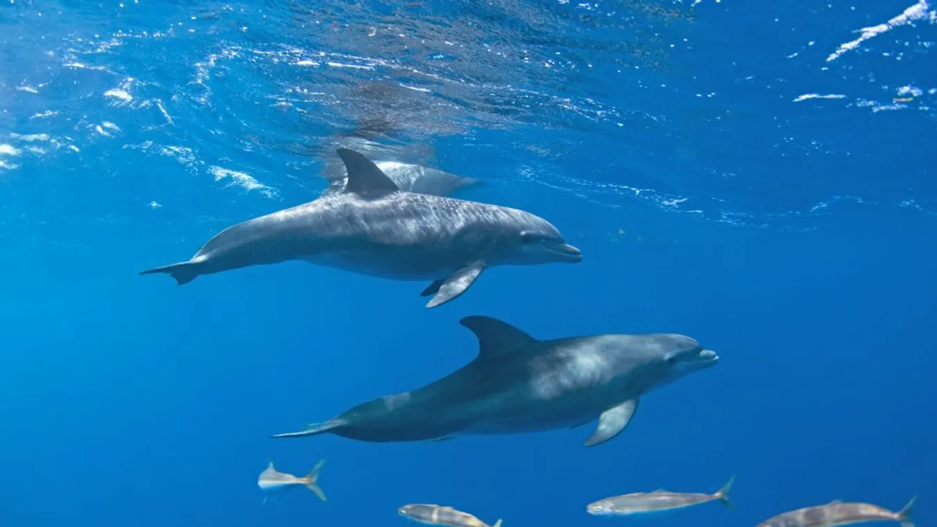 Jobban hallják egymást a tengeri állatok a járvány alatt elcsendesedett vizekben