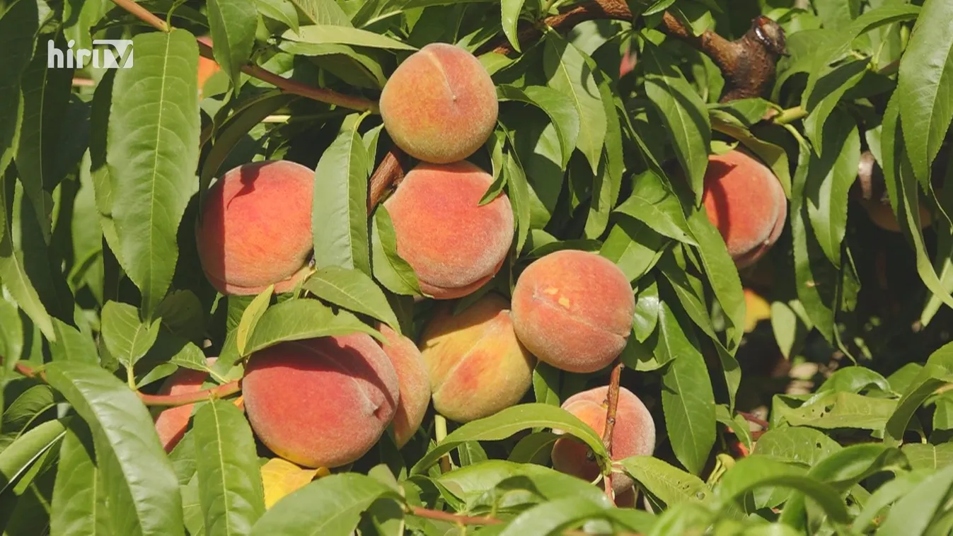 Drágább lesz a barack és a nektarin a tavaszi fagyok miatt