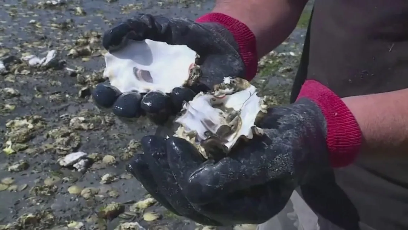 Egymilliárd tengeri állat „főtt meg” a hőhullámban