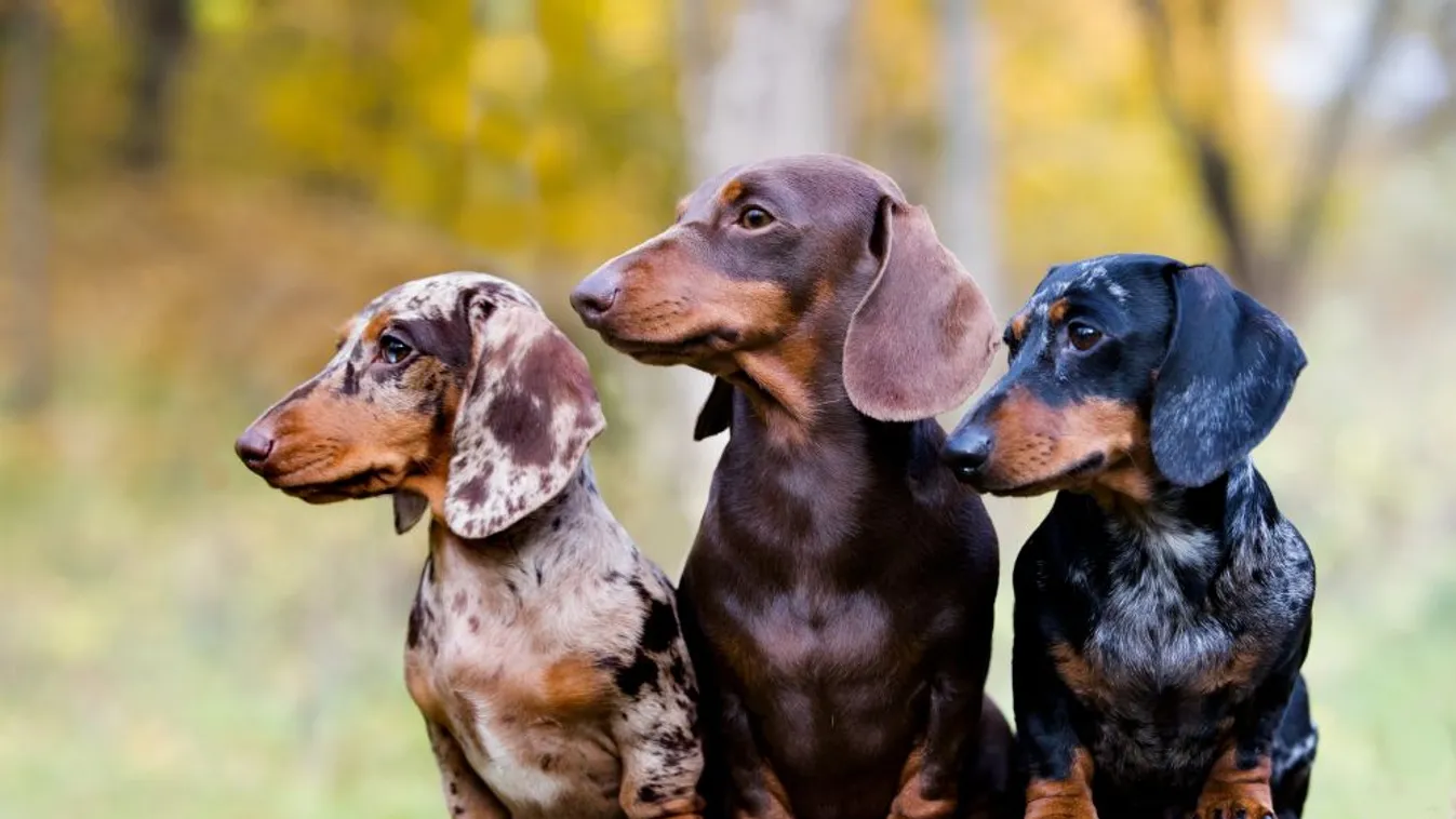 Kutyamaffia ütötte fel a fejét Budapesten, ezek a fajták az érintettek