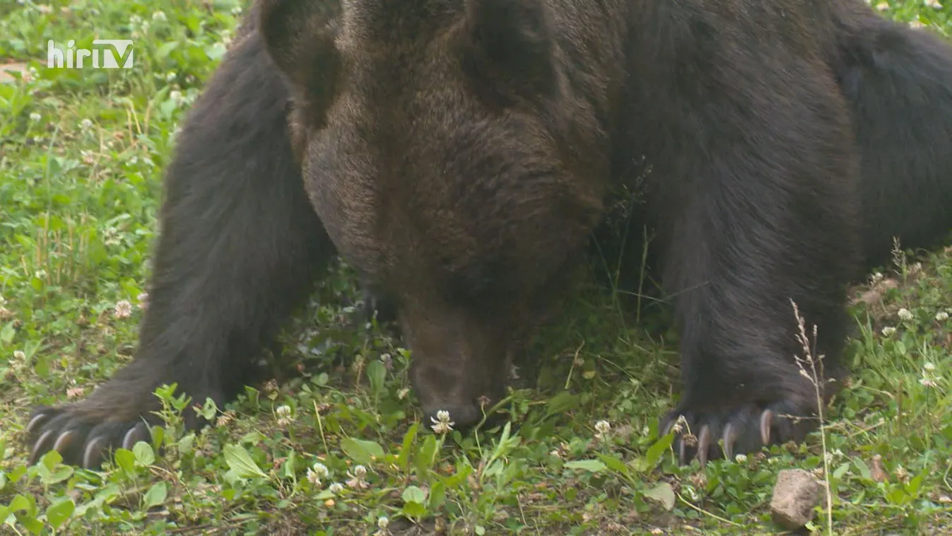 Sűrűsödnek a medvetámadások Székelyföldön