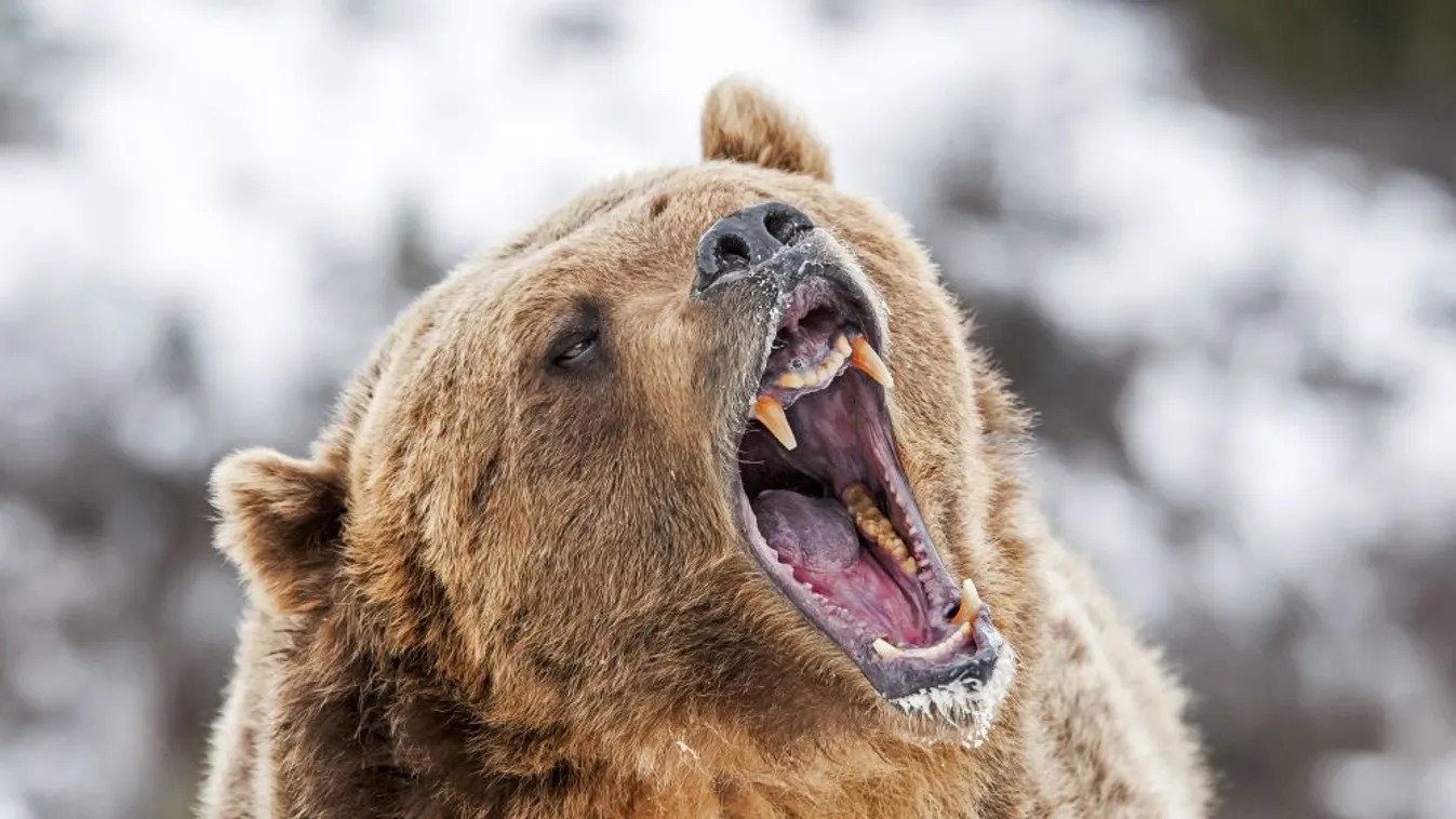 Embert ölt egy grizzlymedve