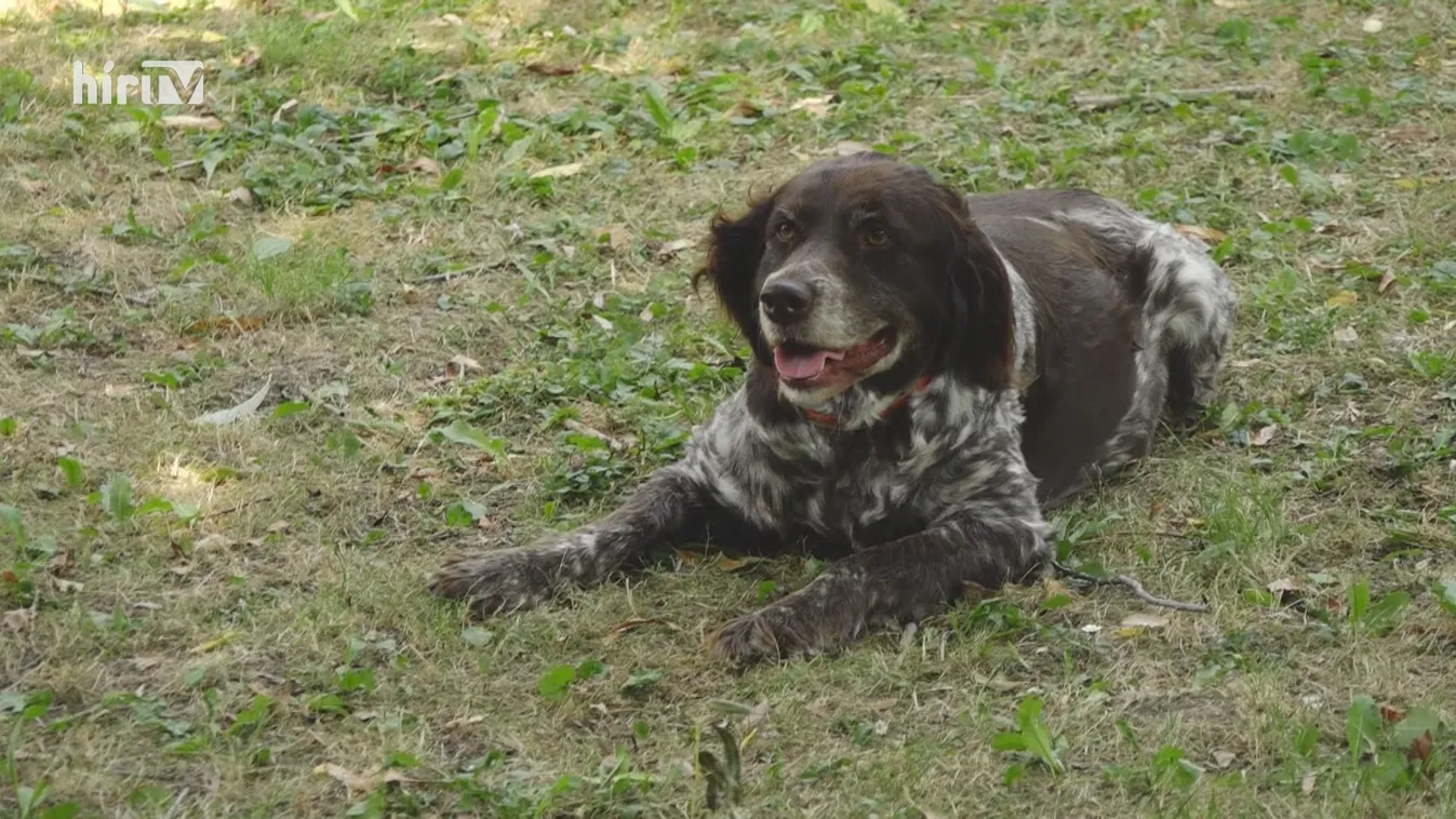 Vadászkutyás gyermektábor Martonfán