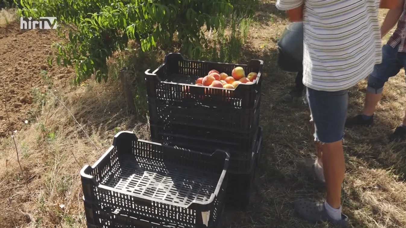 Drágább lesz a barack és a nektarin a tavaszi fagyok miatt