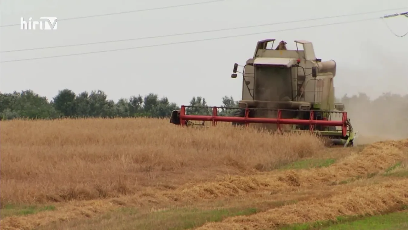 Soroló (2021-07-10)