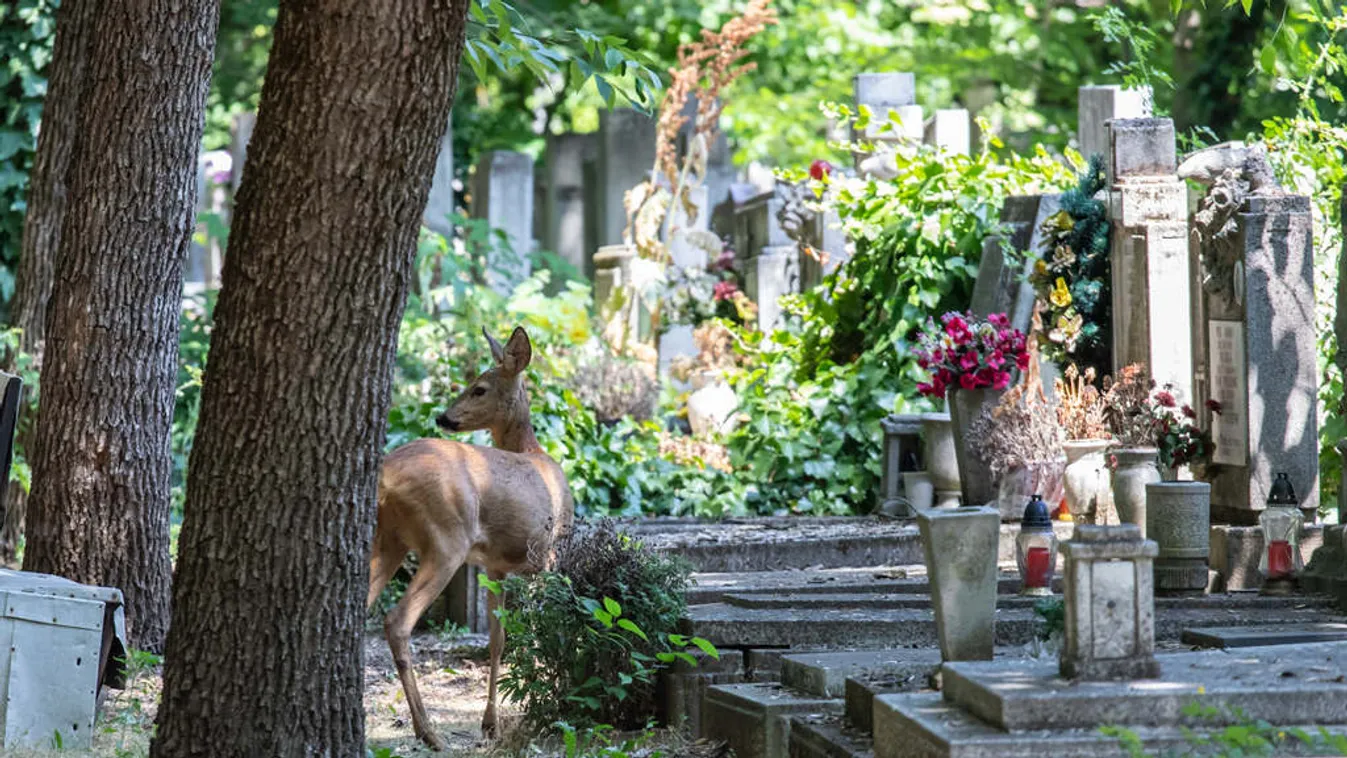 Hihetetlen! Ennyire elhanyagolt az Újköztemető, nincs elég pénz a rendben tartására