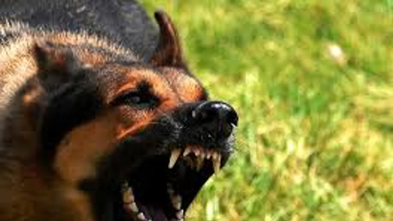 Kutyaharapás okozhatta egy férfi halálát Szentesen