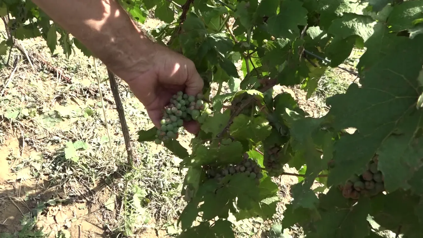 Elverte a jégeső a szőlőt