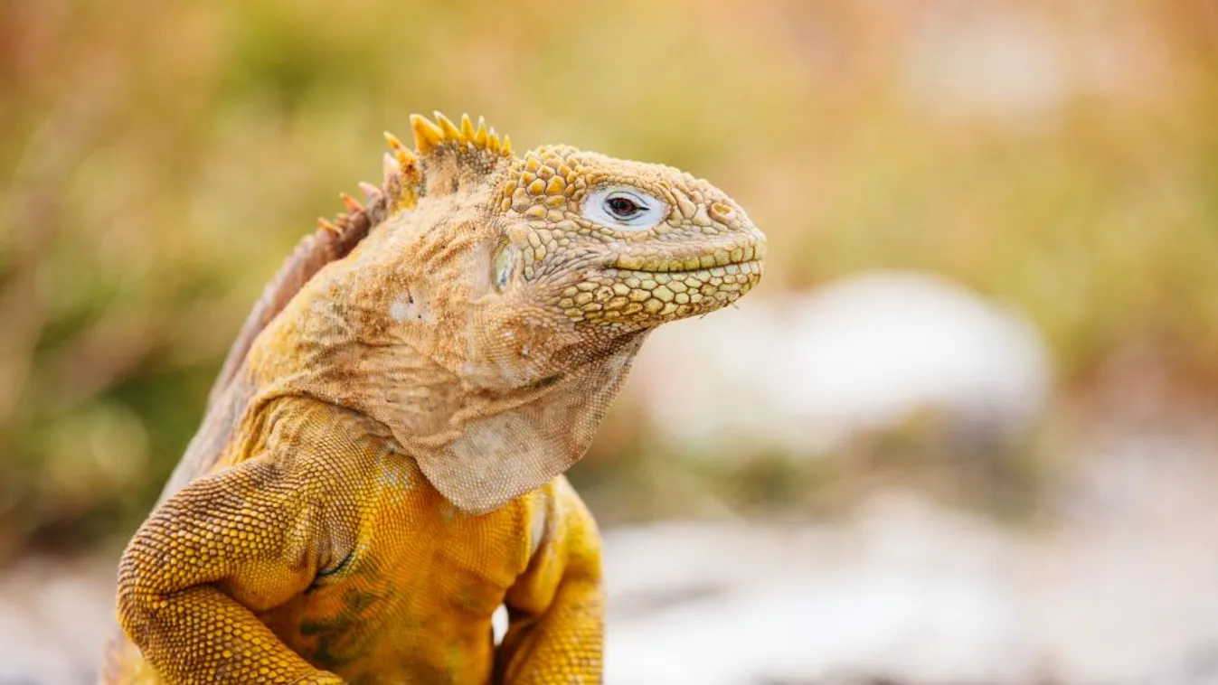 Feltérképezik a Galápagos-szigetek biológiai sokszínűségét