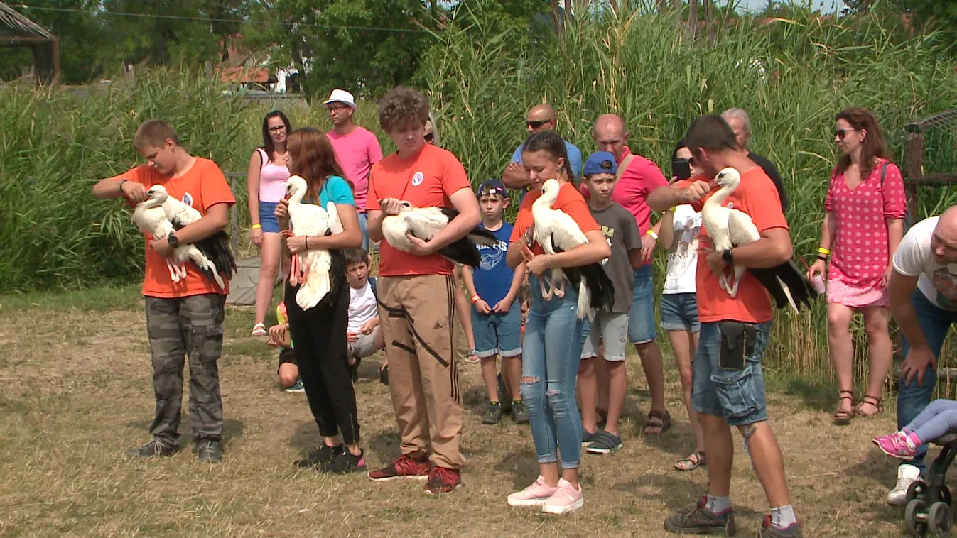 Rekord számú gólyát engedtek szabadon a Hortobágyon