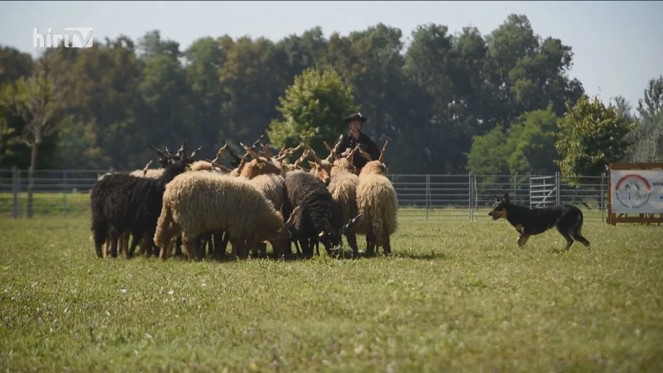 Terelőkutyák versenyeztek Szaporcán