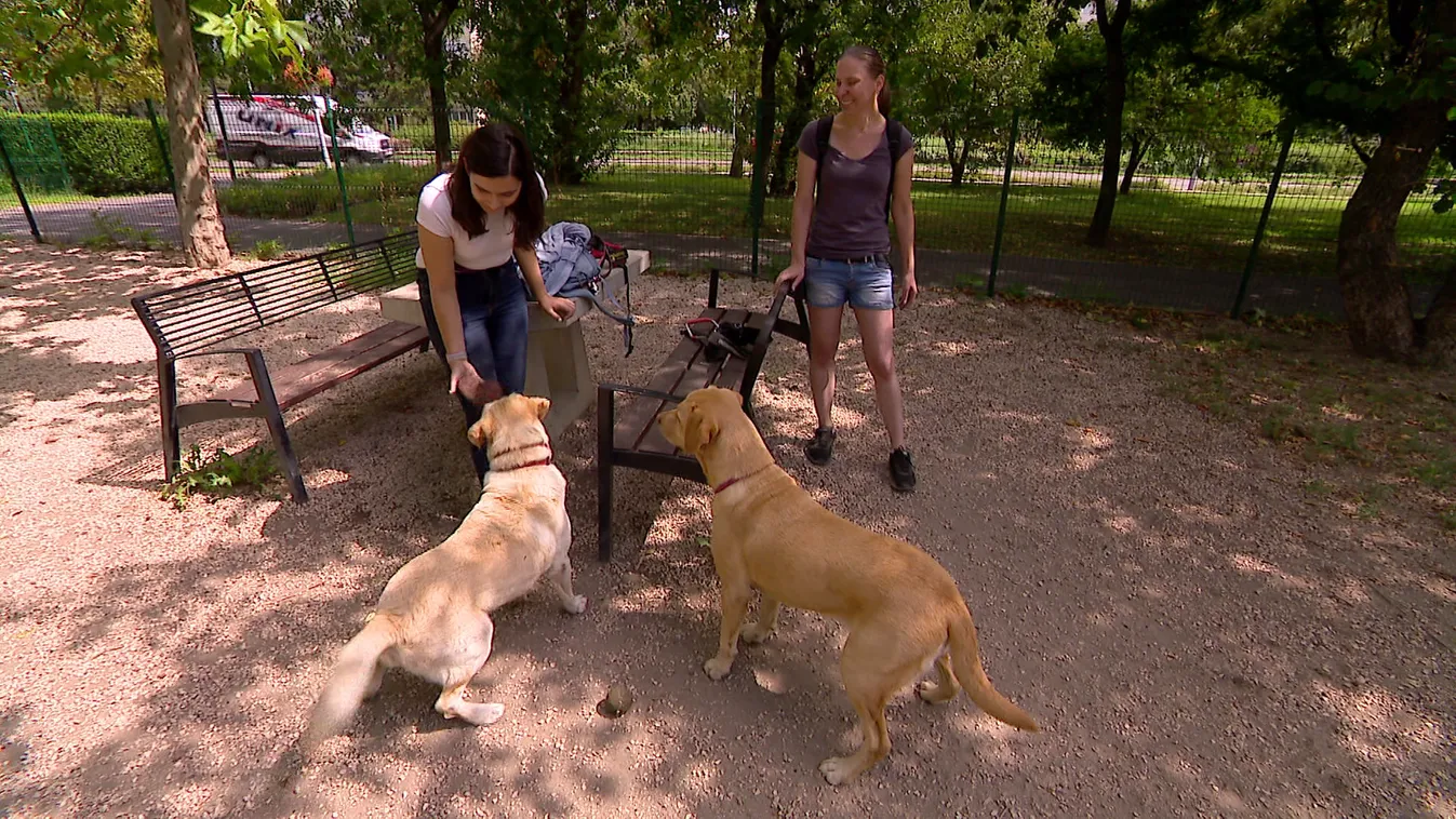 A tűzijátéknál a kutyákra is figyelni kell