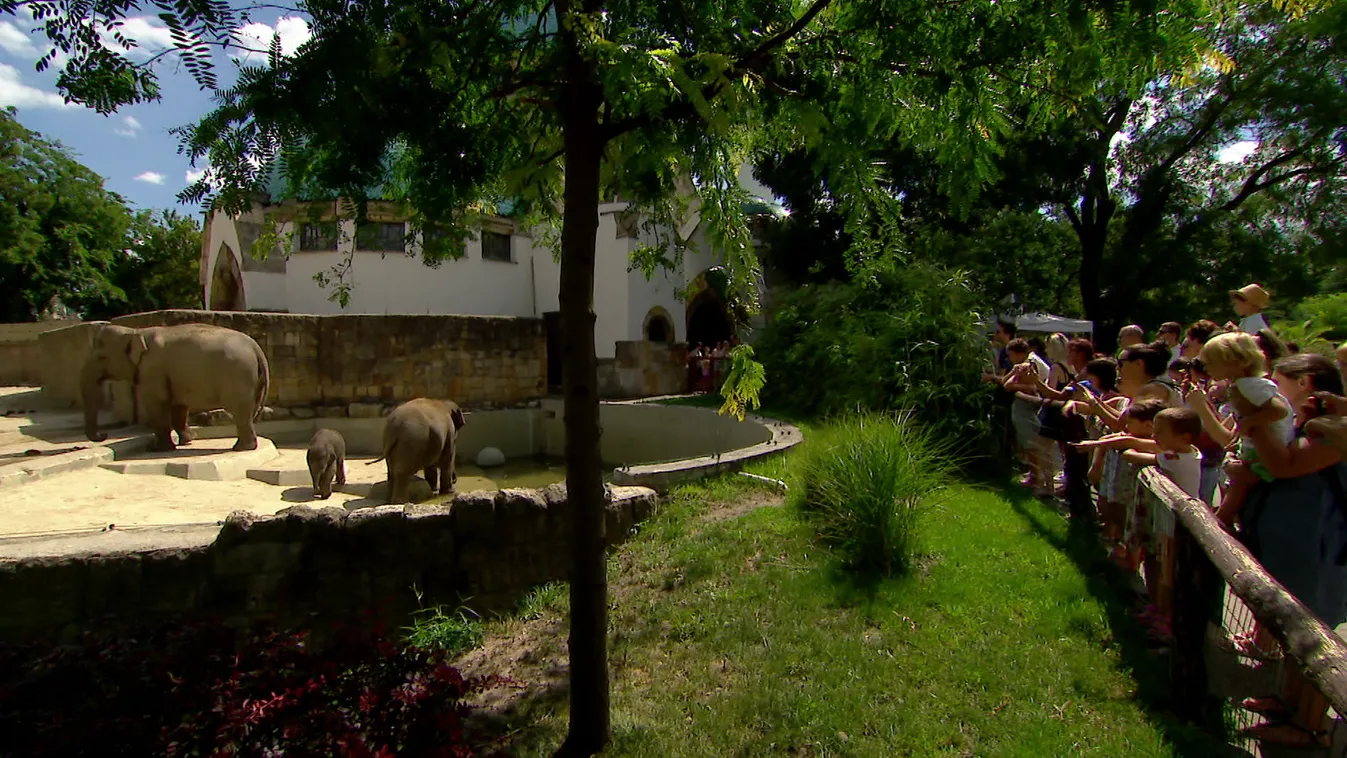 155 éves a budapesti állatkert